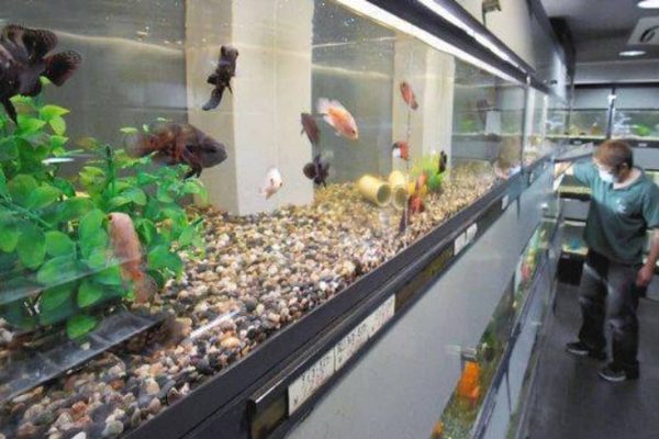 All About Fish Supplies For Home Aquariums